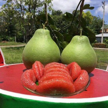 瓜果类水果 - 大水果